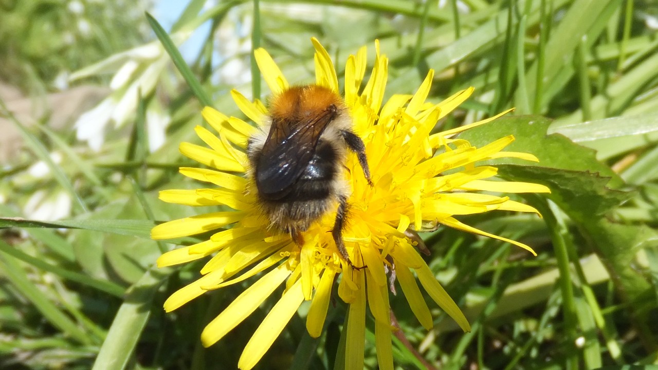 Bee on a dandelion